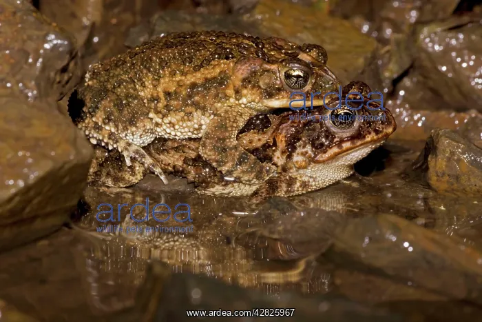 : Southern Roundgland Toad - pair in amplexus : Southern Roundgland Toad - pair in amplexus