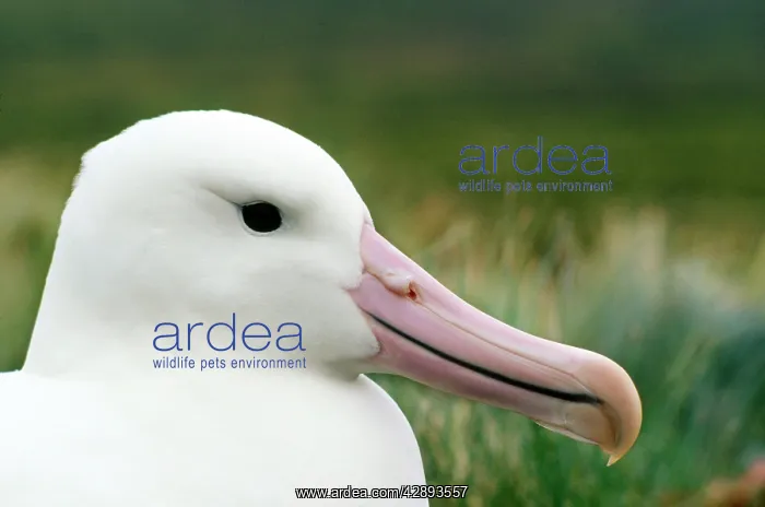: Southern Royal Albatross : Southern Royal Albatross