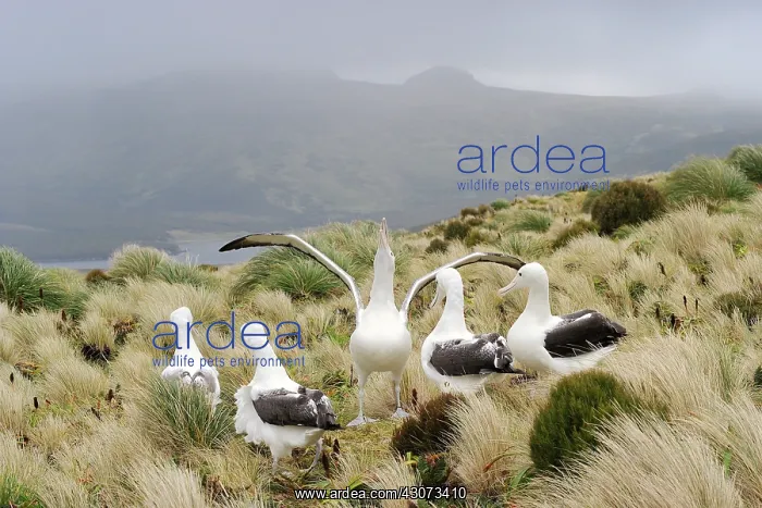 : Southern Royal Albatross : Southern Royal Albatross