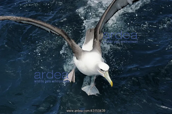 : Southern Royal Albatross : Southern Royal Albatross