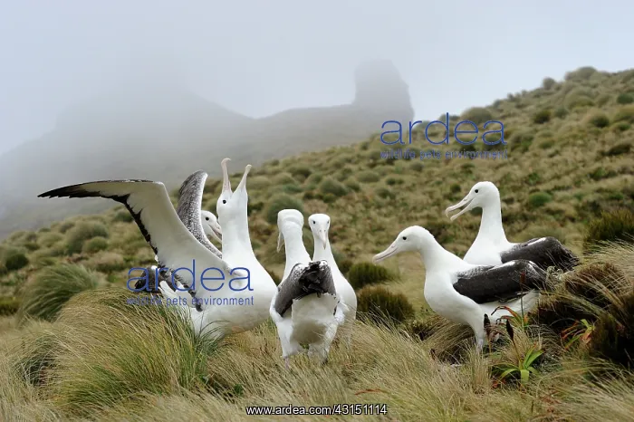 : Southern Royal Albatross : Southern Royal Albatross