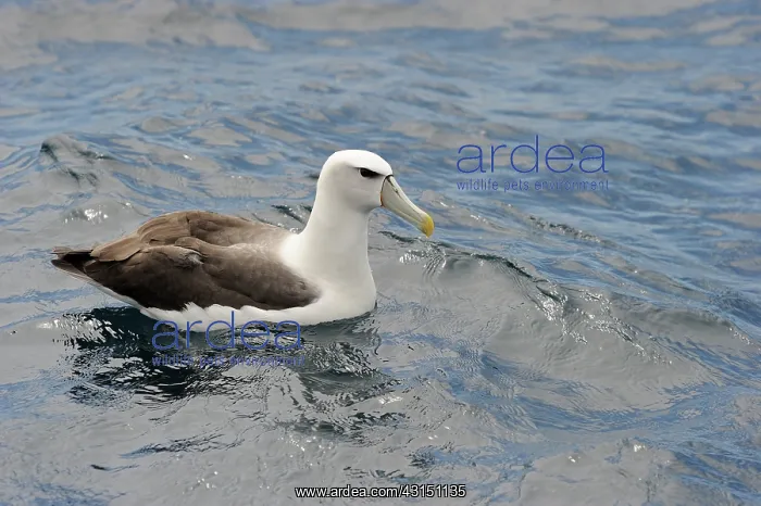 : Southern Royal Albatross : Southern Royal Albatross