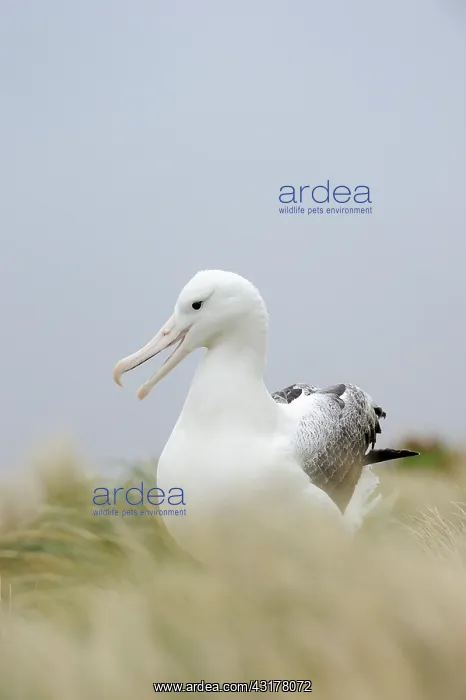: Southern Royal Albatross : Southern Royal Albatross