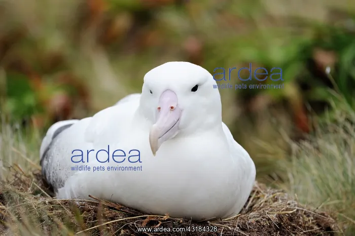 : Southern Royal Albatross : Southern Royal Albatross