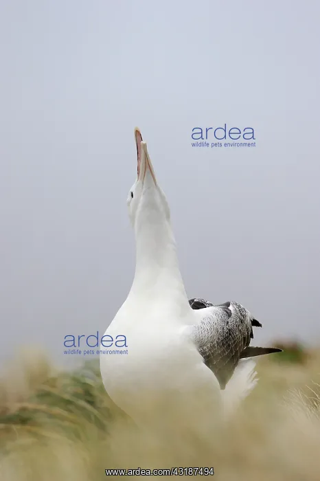 : Southern Royal Albatross : Southern Royal Albatross