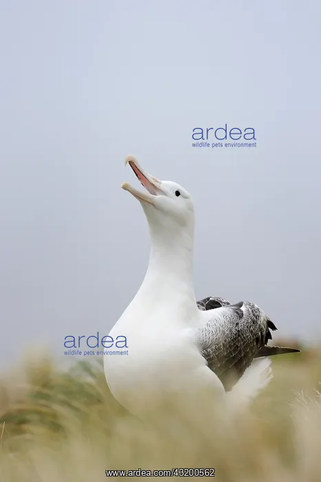 : Southern Royal Albatross : Southern Royal Albatross