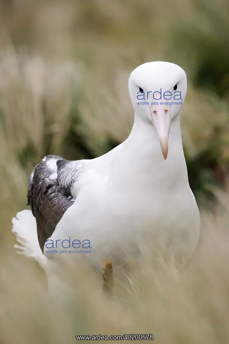 : Southern Royal Albatross : Southern Royal Albatross