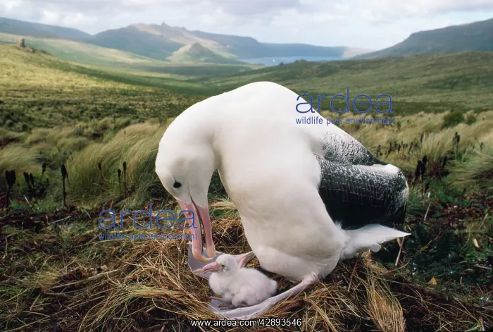 : Southern Royal Albatross - adult feeding young chick in nest : Southern Royal Albatross - adult feeding young chick in nest