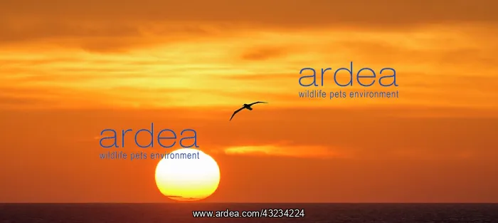  : Southern Royal Albatross in flight at dawn sunrise
