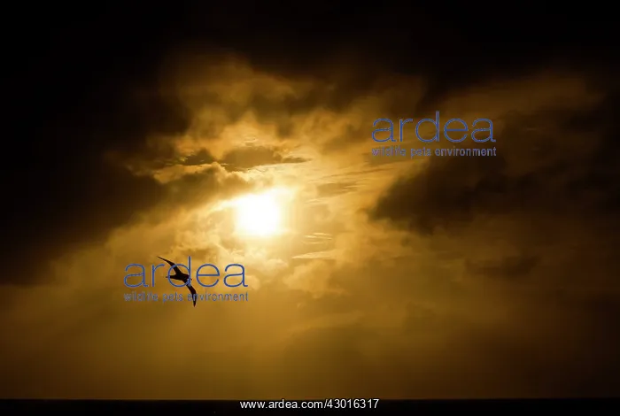: Southern Royal Albatross in flight at dusk : Southern Royal Albatross in flight at dusk