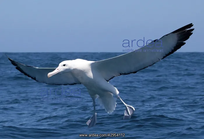 : Southern Royal Albatross - in flight over sea : Southern Royal Albatross - in flight over sea