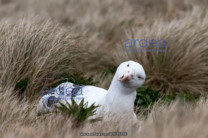 : Southern Royal Albatross sitting on nest : Southern Royal Albatross sitting on nest