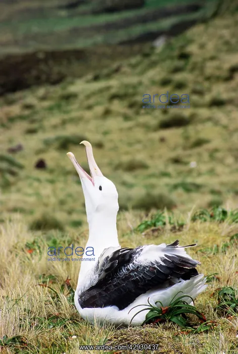  : Southern Royal Albatross - skycalling