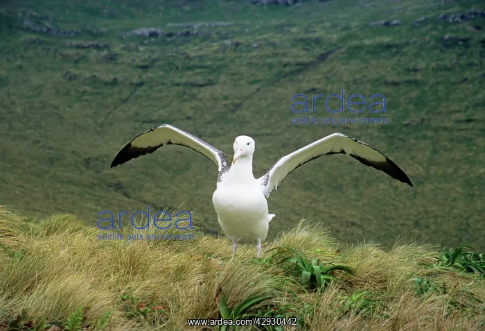 : Southern Royal Albatross - stretching wings : Southern Royal Albatross - stretching wings