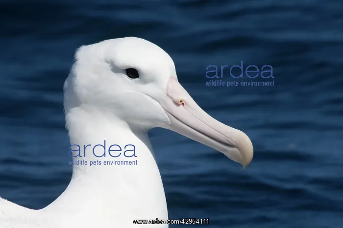 : Southern Royal Albatross - on the water : Southern Royal Albatross - on the water