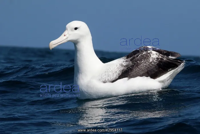 : Southern Royal Albatross - on the water : Southern Royal Albatross - on the water