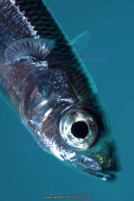 : Southern sand smelt, Atherina hepsetus, Marine Protected are : Southern sand smelt, Atherina hepsetus, Marine Protected are