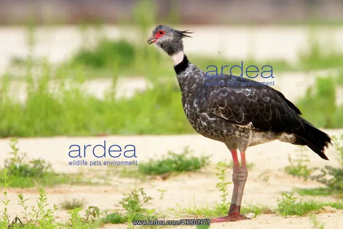 : Southern Screamer : Southern Screamer