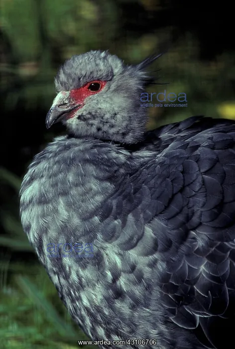 : Southern Screamer : Southern Screamer