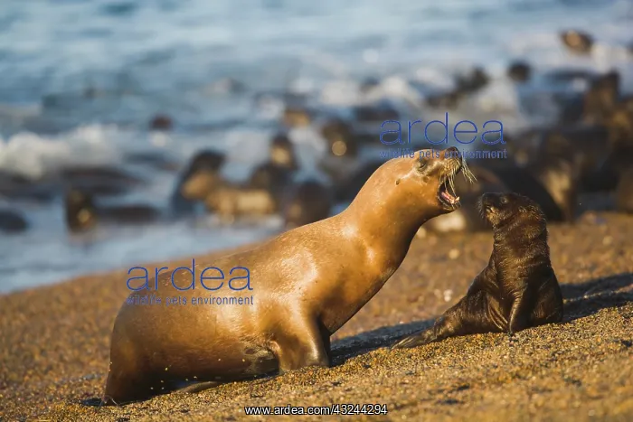 : southern sea lion (Otaria byronia) colony : southern sea lion (Otaria byronia) colony