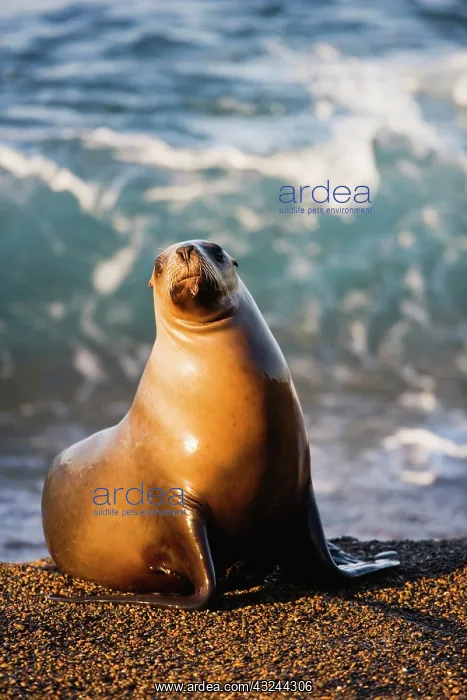 : southern sea lion (Otaria byronia)on gravel : southern sea lion (Otaria byronia)on gravel