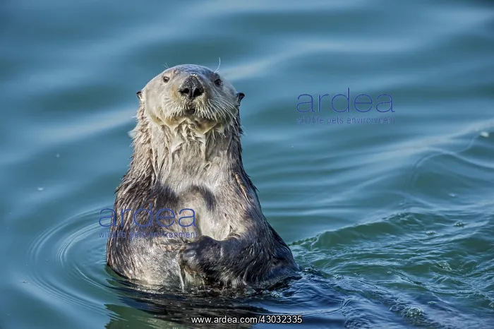 : Southern Sea Otter (Enhydra lutris nereis). Central : Southern Sea Otter (Enhydra lutris nereis). Central