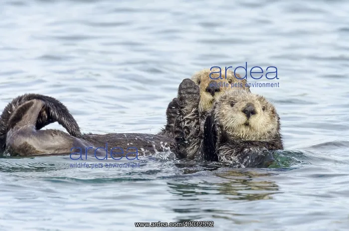 : Two Southern Sea Otter (Enhydra lutris nereis) : Two Southern Sea Otter (Enhydra lutris nereis)