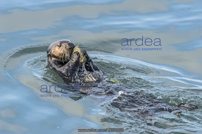 : Southern Sea Otter (Enhydra lutris nereis) cracking : Southern Sea Otter (Enhydra lutris nereis) cracking