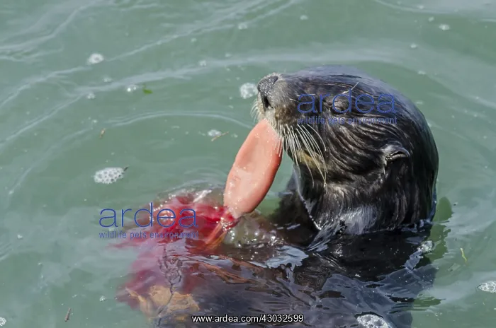 : Southern Sea Otter (Enhydra lutris nereis) eating : Southern Sea Otter (Enhydra lutris nereis) eating