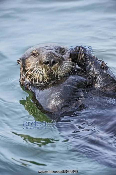 : Southern Sea Otter (Enhydra lutris nereis) grooming : Southern Sea Otter (Enhydra lutris nereis) grooming