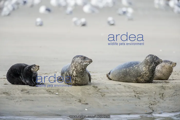 : Southern Sea Otter (Enhydra lutris nereis) and Harbor : Southern Sea Otter (Enhydra lutris nereis) and Harbor