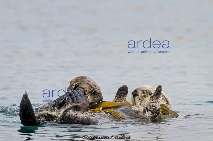 : Southern Sea Otter (Enhydra lutris nereis) mom and : Southern Sea Otter (Enhydra lutris nereis) mom and