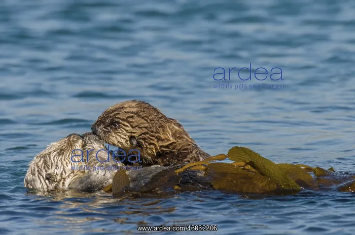 : Southern Sea Otter (Enhydra lutris nereis) mom and : Southern Sea Otter (Enhydra lutris nereis) mom and