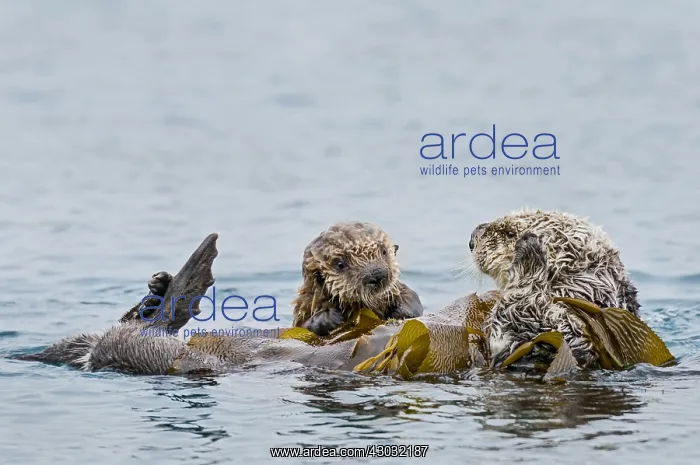 : Southern Sea Otter (Enhydra lutris nereis) mother : Southern Sea Otter (Enhydra lutris nereis) mother
