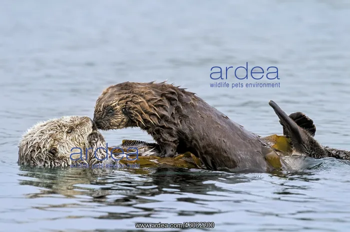 : Southern Sea Otter (Enhydra lutris nereis) mother : Southern Sea Otter (Enhydra lutris nereis) mother