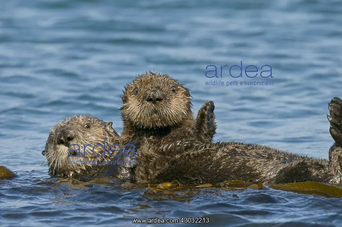 : Southern Sea Otter (Enhydra lutris nereis) mother : Southern Sea Otter (Enhydra lutris nereis) mother