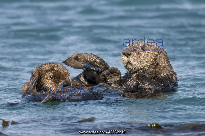 : Southern Sea Otter (Enhydra lutris nereis) mother : Southern Sea Otter (Enhydra lutris nereis) mother