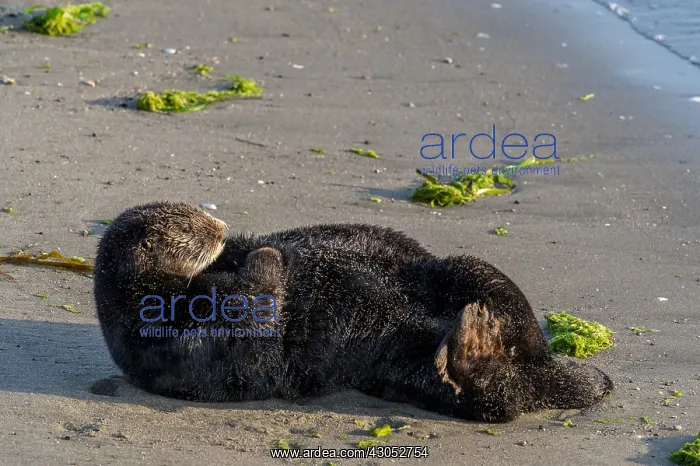 : Southern Sea Otter (Enhydra lutris nereis) resting : Southern Sea Otter (Enhydra lutris nereis) resting