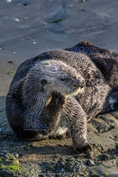 : Southern Sea Otter (Enhydra lutris nereis) resting : Southern Sea Otter (Enhydra lutris nereis) resting