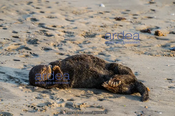 : Southern Sea Otter (Enhydra lutris nereis) sleeping : Southern Sea Otter (Enhydra lutris nereis) sleeping