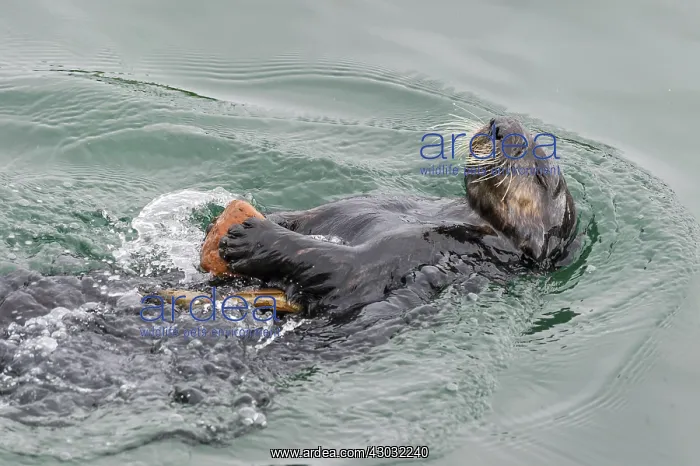 : Southern sea otter (Enhydra lutris nereis) using : Southern sea otter (Enhydra lutris nereis) using