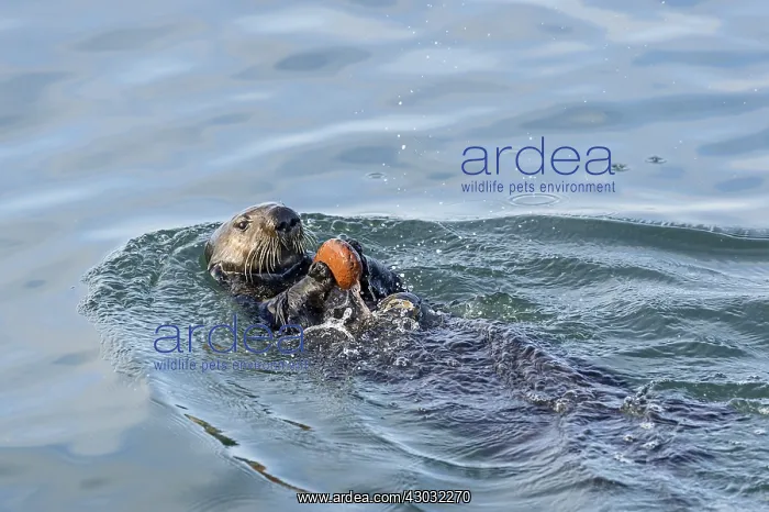 : Southern sea otter (Enhydra lutris nereis) using : Southern sea otter (Enhydra lutris nereis) using
