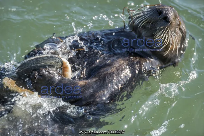 : Southern sea otter (Enhydra lutris nereis) using : Southern sea otter (Enhydra lutris nereis) using