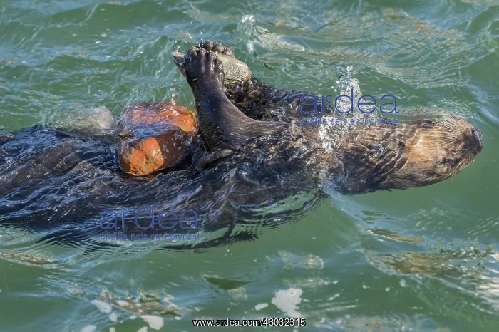 : Southern sea otter (Enhydra lutris nereis) using : Southern sea otter (Enhydra lutris nereis) using