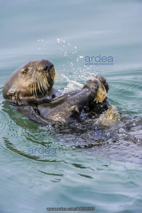 : Southern sea otter (Enhydra lutris nereis) using : Southern sea otter (Enhydra lutris nereis) using