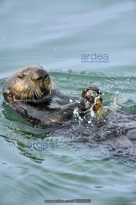 : Southern sea otter (Enhydra lutris nereis) using : Southern sea otter (Enhydra lutris nereis) using