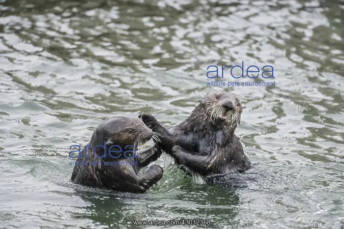 : Two Southern Sea Otters (Enhydra lutris nereis) : Two Southern Sea Otters (Enhydra lutris nereis)