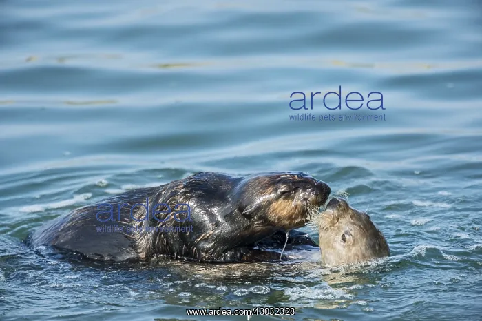 : Two Southern Sea Otters (Enhydra lutris nereis)--courtship : Two Southern Sea Otters (Enhydra lutris nereis)--courtship
