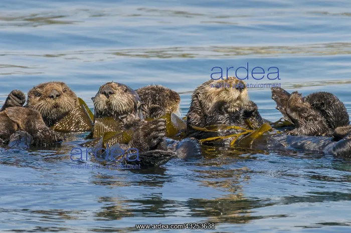: Southern Sea Otters (Enhydra lutris nereis) rafting : Southern Sea Otters (Enhydra lutris nereis) rafting