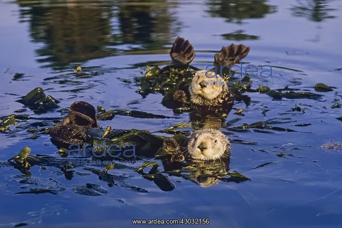 : Southern Sea Otters (Enhydra lutris nereis) resting : Southern Sea Otters (Enhydra lutris nereis) resting
